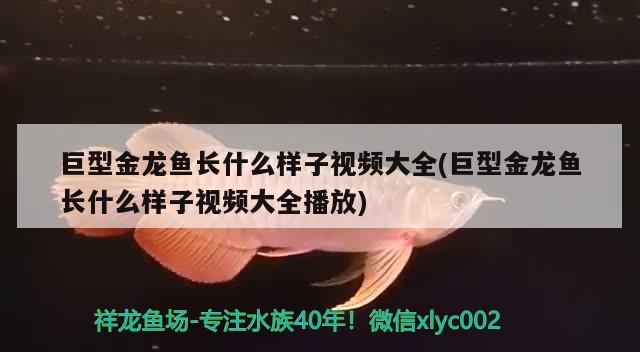 巨型金龍魚長什么樣子視頻大全(巨型金龍魚長什么樣子視頻大全播放) 大白鯊魚苗