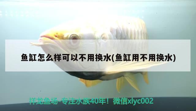 魚(yú)缸怎么樣可以不用換水(魚(yú)缸用不用換水) 紅老虎魚(yú)