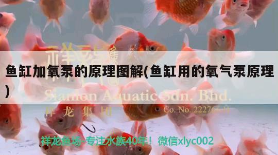 魚缸加氧泵的原理圖解(魚缸用的氧氣泵原理) 福滿鉆魚