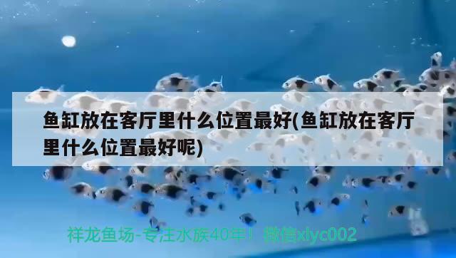 魚缸放在客廳里什么位置最好(魚缸放在客廳里什么位置最好呢)