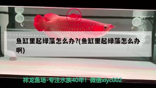 魚缸里起綠藻怎么辦?(魚缸里起綠藻怎么辦啊) 白子紅龍魚