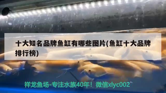 十大知名品牌魚缸有哪些圖片(魚缸十大品牌排行榜) 元寶鯽