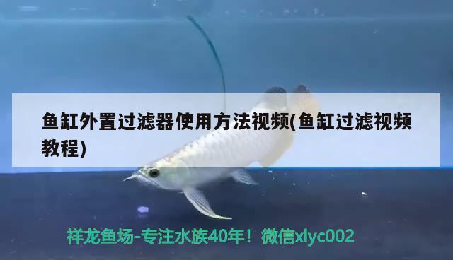 魚缸外置過濾器使用方法視頻(魚缸過濾視頻教程) 黃金貓魚百科