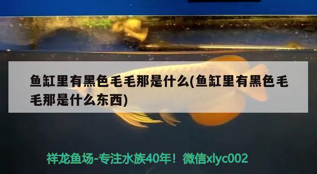 魚缸里有黑色毛毛那是什么(魚缸里有黑色毛毛那是什么東西)