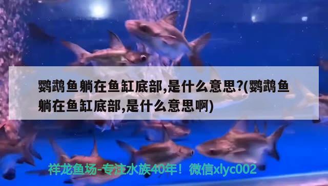 鸚鵡魚躺在魚缸底部,是什么意思?(鸚鵡魚躺在魚缸底部,是什么意思啊)