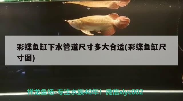 彩蝶魚缸下水管道尺寸多大合適(彩蝶魚缸尺寸圖)