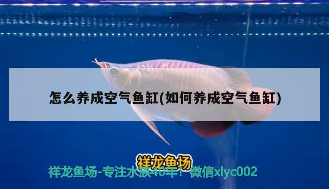 怎么養(yǎng)成空氣魚缸(如何養(yǎng)成空氣魚缸)