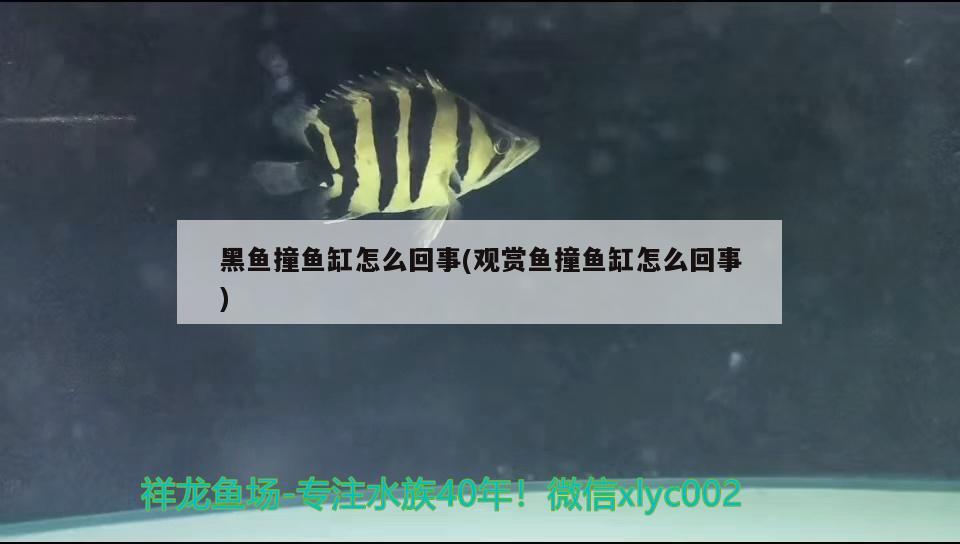 重慶定制魚缸廠家地址及電話號碼（ 重慶魚缸批發(fā)） 水族世界