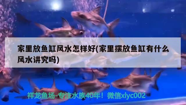 家里放魚缸風(fēng)水怎樣好(家里擺放魚缸有什么風(fēng)水講究嗎) 魚缸風(fēng)水