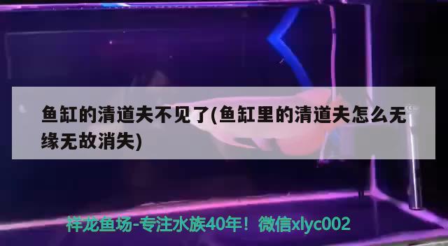 魚缸的清道夫不見了(魚缸里的清道夫怎么無緣無故消失) 巴卡雷龍魚