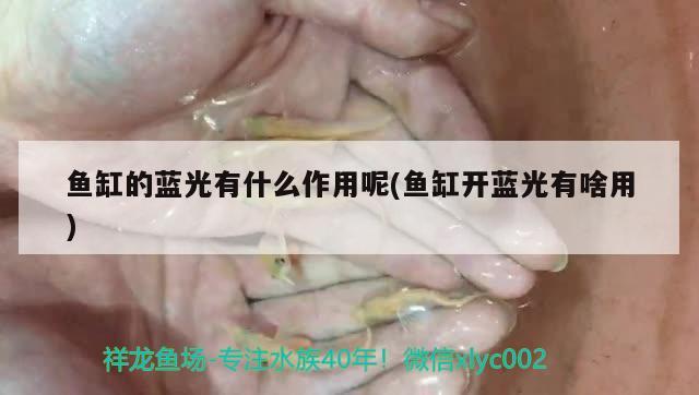 魚缸的藍(lán)光有什么作用呢(魚缸開藍(lán)光有啥用) 豹紋夫魚苗