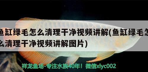 魚缸綠毛怎么清理干凈視頻講解(魚缸綠毛怎么清理干凈視頻講解圖片) 白寫錦鯉魚