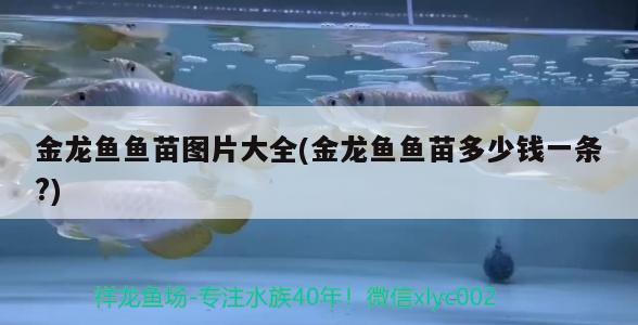 伊罕精巧桶60和伊罕150對比（伊罕精巧桶60能用在多大缸上）