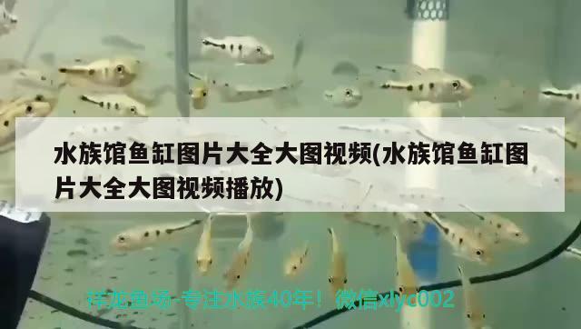 水族館魚(yú)缸圖片大全大圖視頻(水族館魚(yú)缸圖片大全大圖視頻播放)