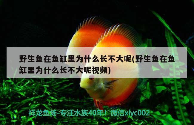 龍騰四海魚缸怎么樣(龍騰四海魚缸怎么樣好養(yǎng)嗎) 銀龍魚