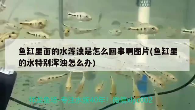 魚缸里面的水渾濁是怎么回事啊圖片(魚缸里的水特別渾濁怎么辦) 觀賞魚魚苗