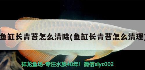 魚缸長(zhǎng)青苔怎么清除(魚缸長(zhǎng)青苔怎么清理) 白寫錦鯉魚