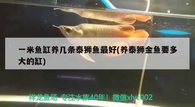 一米魚缸養(yǎng)幾條泰獅魚最好(養(yǎng)泰獅金魚要多大的缸) 巨骨舌魚