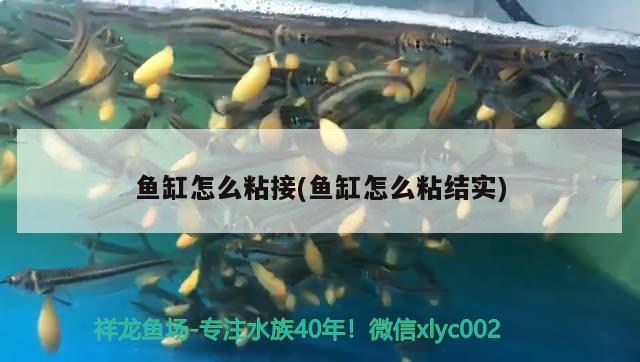 魚缸怎么粘接(魚缸怎么粘結(jié)實(shí)) 帝王血鉆魚