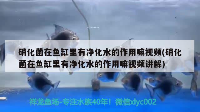 硝化菌在魚缸里有凈化水的作用嘛視頻(硝化菌在魚缸里有凈化水的作用嘛視頻講解) 眼斑魚