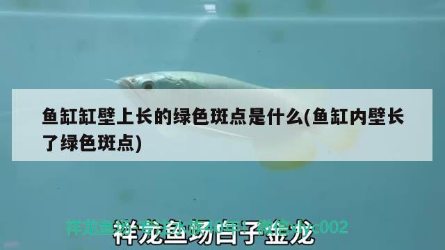 魚缸缸壁上長的綠色斑點(diǎn)是什么(魚缸內(nèi)壁長了綠色斑點(diǎn))