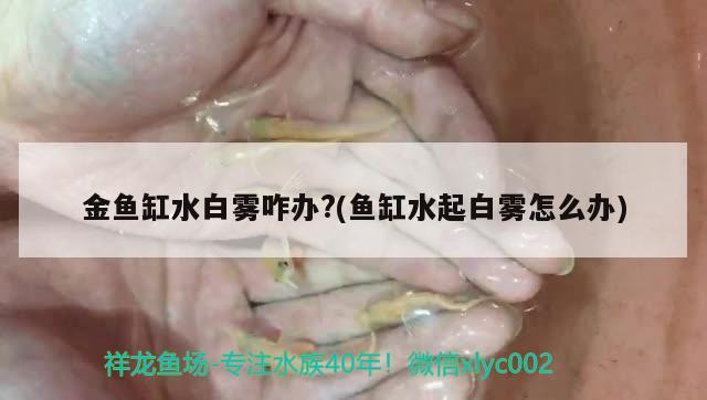 金魚缸水白霧咋辦?(魚缸水起白霧怎么辦) 觀賞魚