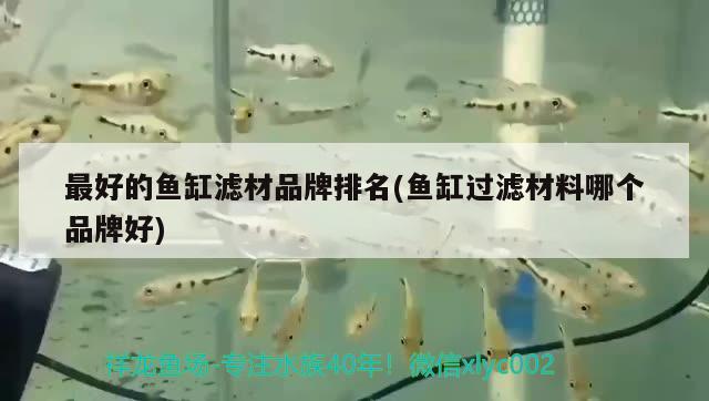 最好的魚缸濾材品牌排名(魚缸過濾材料哪個品牌好)