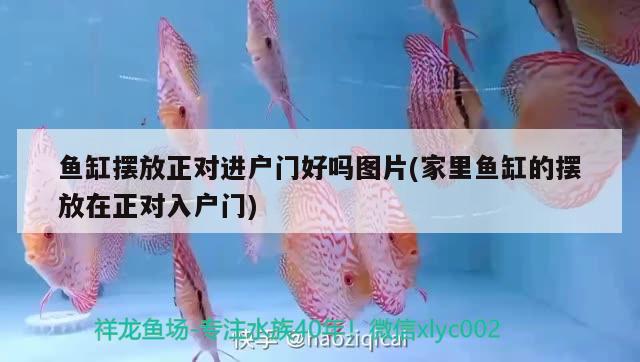 魚缸擺放正對進戶門好嗎圖片(家里魚缸的擺放在正對入戶門) 胭脂孔雀龍魚