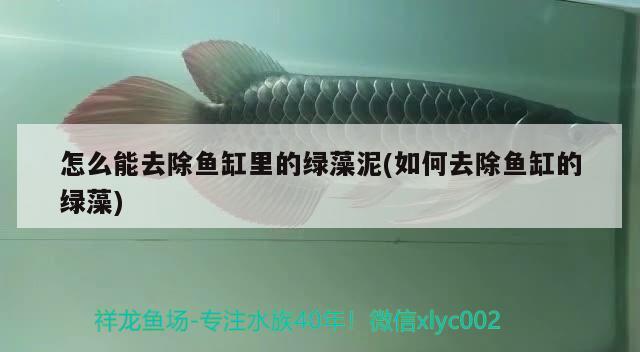 怎么能去除魚缸里的綠藻泥(如何去除魚缸的綠藻) 一眉道人魚