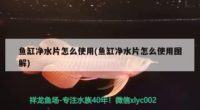 魚缸凈水片怎么使用(魚缸凈水片怎么使用圖解) 黃金斑馬魚