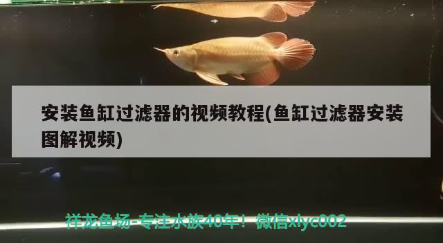 安裝魚缸過濾器的視頻教程(魚缸過濾器安裝圖解視頻) 狗仔（招財貓)魚苗