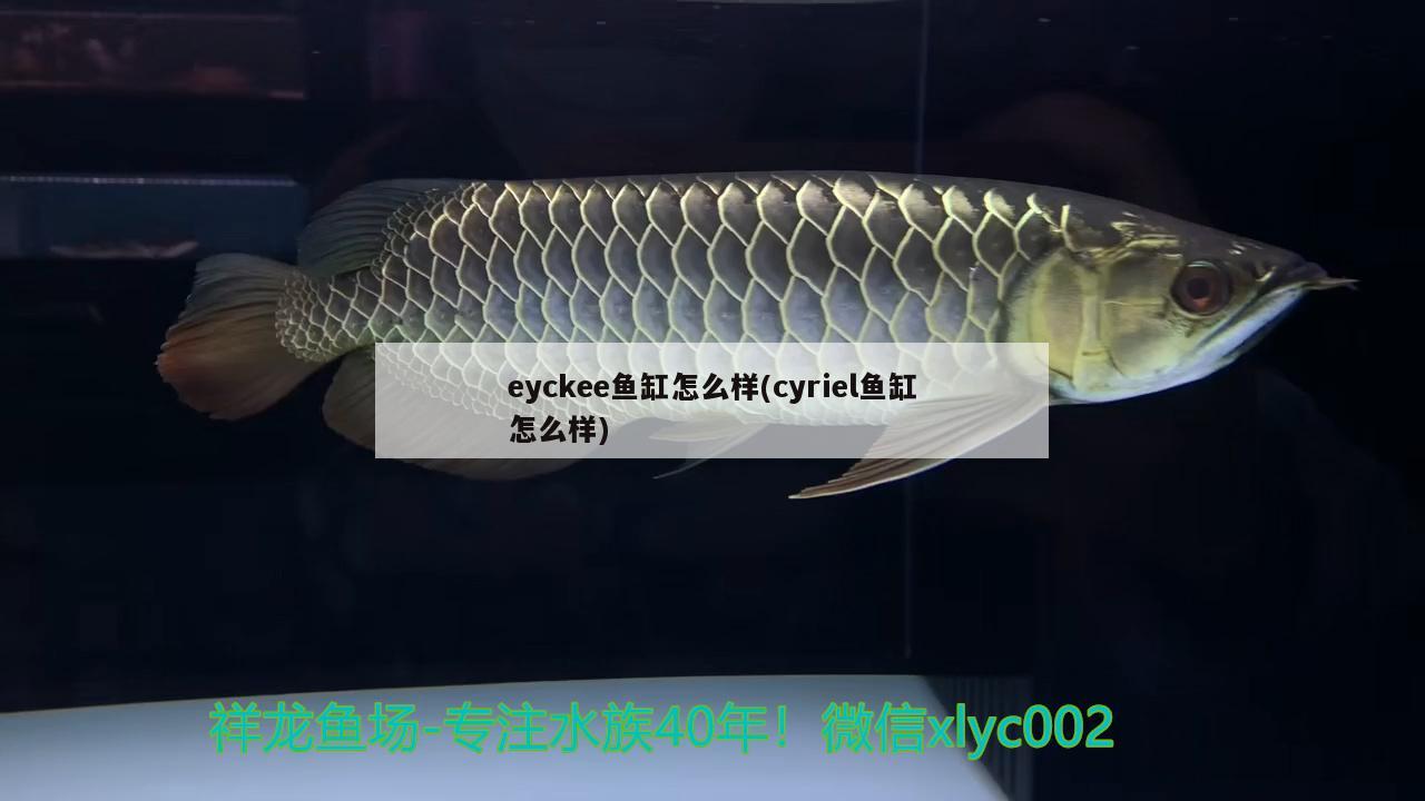 eyckee魚缸怎么樣(cyriel魚缸怎么樣)