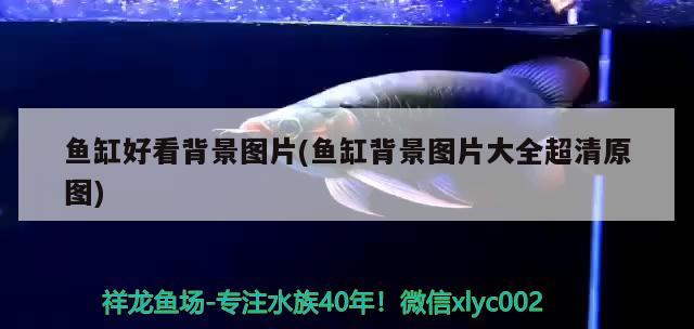 魚缸好看背景圖片(魚缸背景圖片大全超清原圖) 魟魚百科