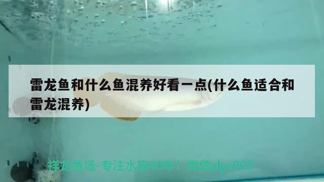 雷龍魚和什么魚混養(yǎng)好看一點(diǎn)(什么魚適合和雷龍混養(yǎng)) 玫瑰銀版魚