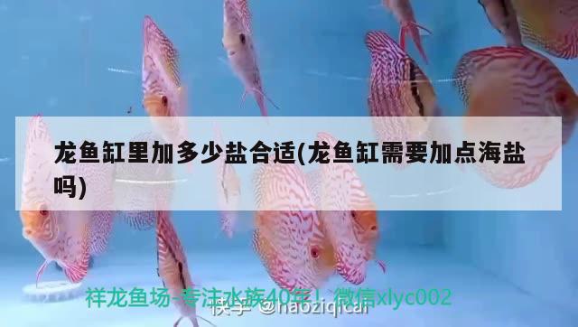 龍魚(yú)缸里加多少鹽合適(龍魚(yú)缸需要加點(diǎn)海鹽嗎)