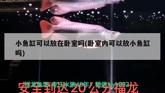 銀龍魚會不會吃其它魚 銀龍魚會不會吃其它魚食 潛水泵 第2張