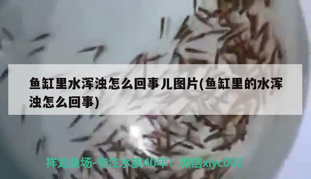 魚缸換水的正確方法，，家庭魚缸臟了怎么換水的正確方法魚缸換水的正確方法 黃金夢(mèng)幻雷龍魚 第3張