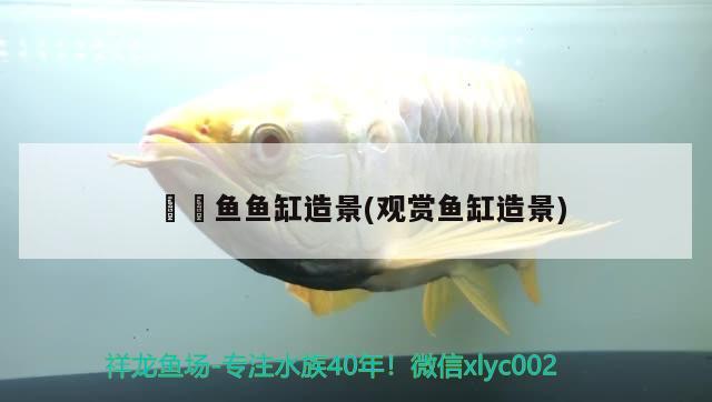 鳑鲏?mèng)~魚(yú)缸造景(觀賞魚(yú)缸造景) 斑馬鴨嘴魚(yú)苗