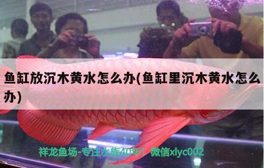 魚缸放沉木黃水怎么辦(魚缸里沉木黃水怎么辦)