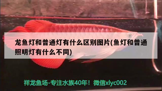 龍魚燈和普通燈有什么區(qū)別圖片(魚燈和普通照明燈有什么不同) 祥龍水族護(hù)理水 第2張