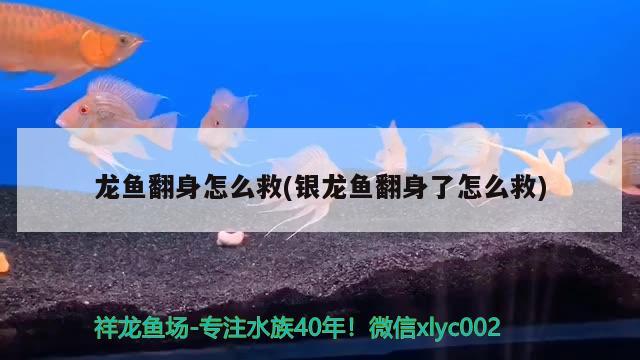 龍魚翻身怎么救(銀龍魚翻身了怎么救) 銀龍魚