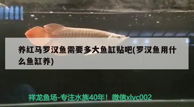 銀龍魚的嘴巴爛了是什么原因引起的？，銀龍魚嘴巴爛了是什么原因引起的，