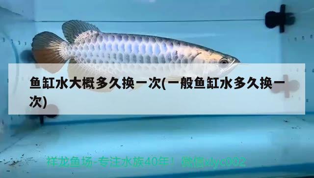 魚缸水大概多久換一次(一般魚缸水多久換一次) 觀賞魚水族批發(fā)市場(chǎng)