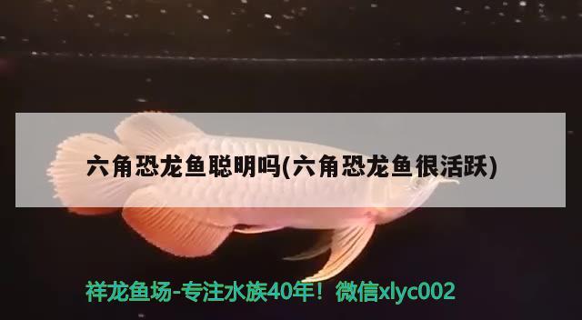 6月初準(zhǔn)備去上海，只想找好上海最大花鳥批發(fā)市場在哪，上海松江區(qū)哪里有寵物市場，或者花鳥市場