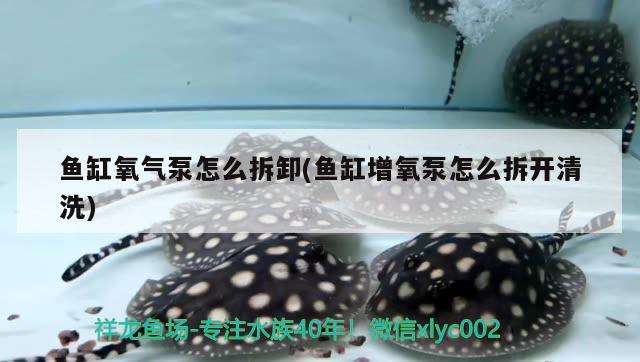 魚缸氧氣泵怎么拆卸(魚缸增氧泵怎么拆開清洗) B級過背金龍魚