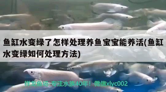 精品金龍魚(極品金龍魚) 委內瑞拉奧里諾三間魚苗