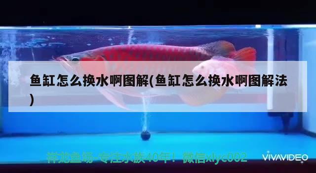 魚缸怎么換水啊圖解(魚缸怎么換水啊圖解法) 鐵甲武士