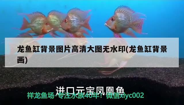 龍魚(yú)缸背景圖片高清大圖無(wú)水印(龍魚(yú)缸背景畫(huà)) 生態(tài)瓶/創(chuàng)意缸/桌面微景缸