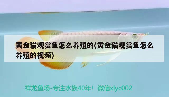 黃金貓觀賞魚怎么養(yǎng)殖的(黃金貓觀賞魚怎么養(yǎng)殖的視頻) 黃金貓魚百科