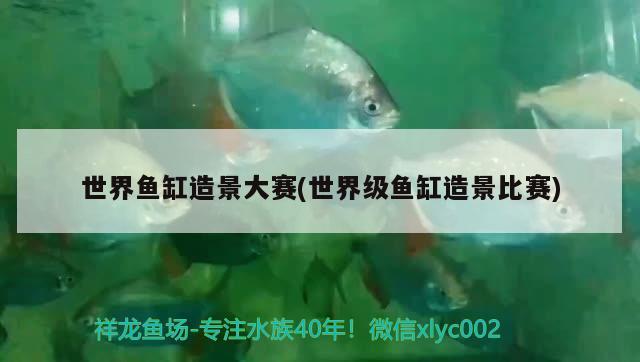 世界魚缸造景大賽(世界級魚缸造景比賽) 黃鰭鯧魚